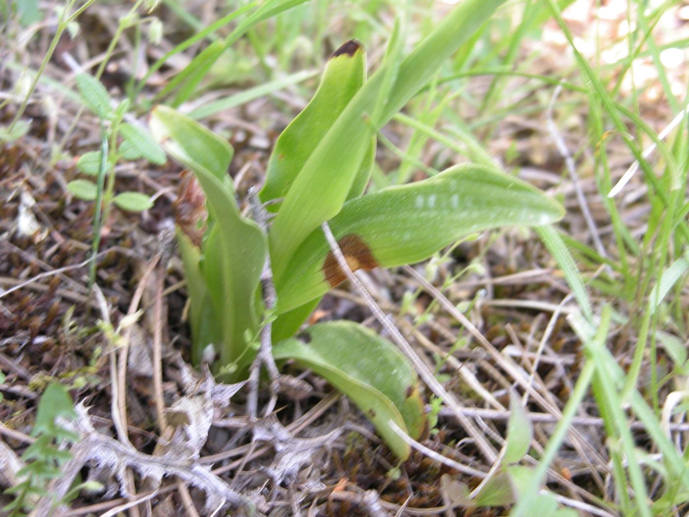 Orchid, Man leaf